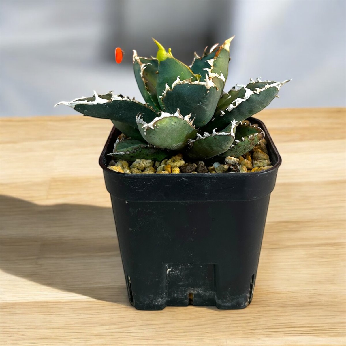 【親株】アガベ 禿鷲　ハゲワシ　育成株 fit=scale-down,w=1200