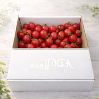 【第5回全国ミニトマト選手権 銅賞受賞】濃厚ミディトマト『LINDA』ギフトBOX