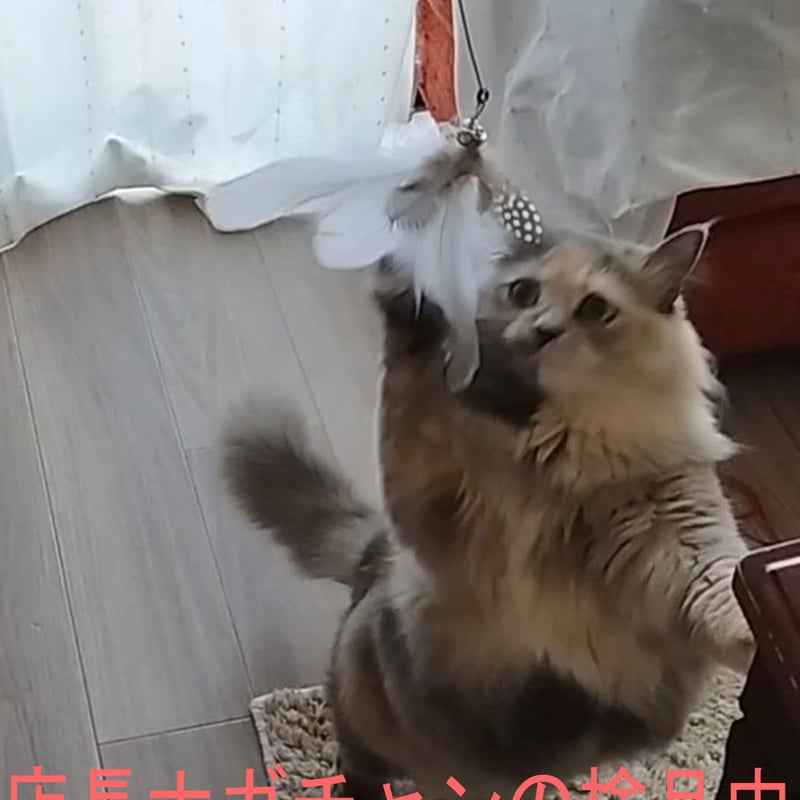 猫釣り！2WAY猫じゃらし｜黒羽毛タイプ | 猫雑貨ナガチャン