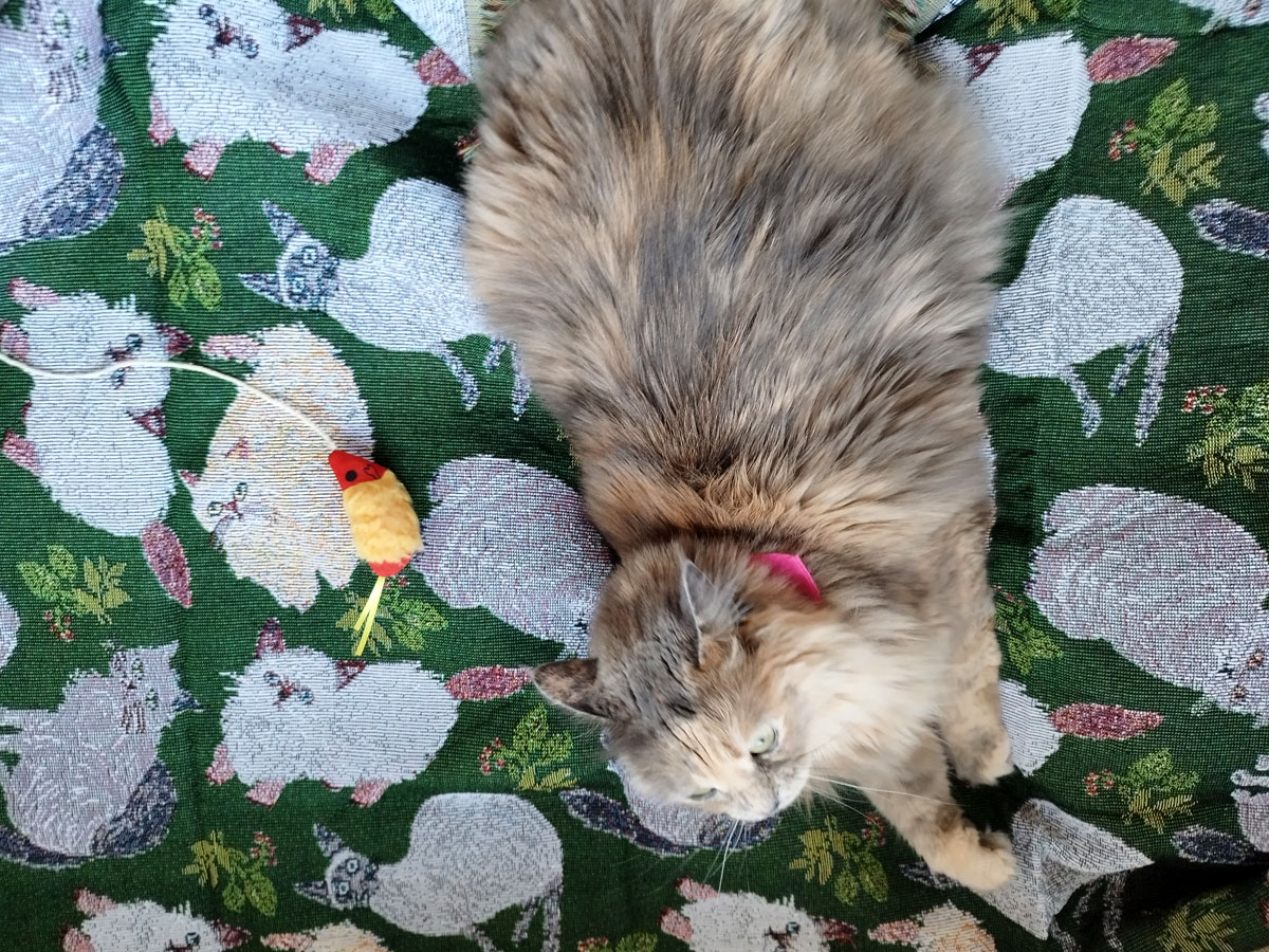 fit=scale-down,w=1200