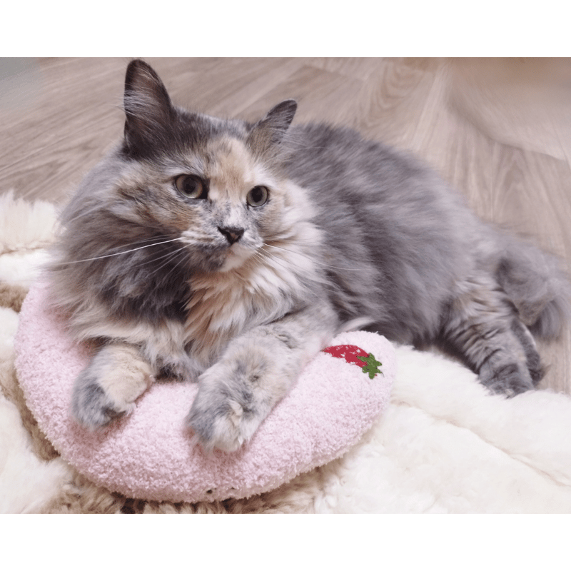 猫ちゃんぐっすり！抱き枕｜選べるカラー3色｜ふんわりもこもこ