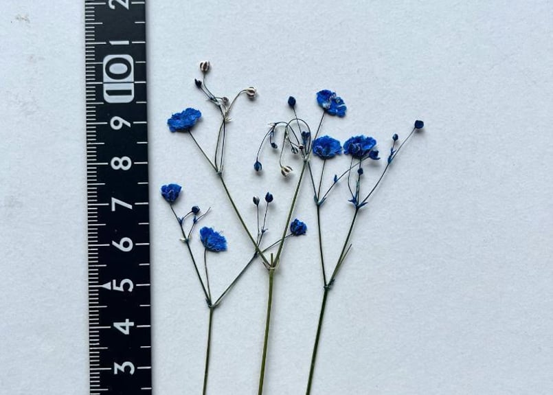 K-112 押し花 かすみ草 ロイヤルブルー 吸上染 | 押し花もみじの里