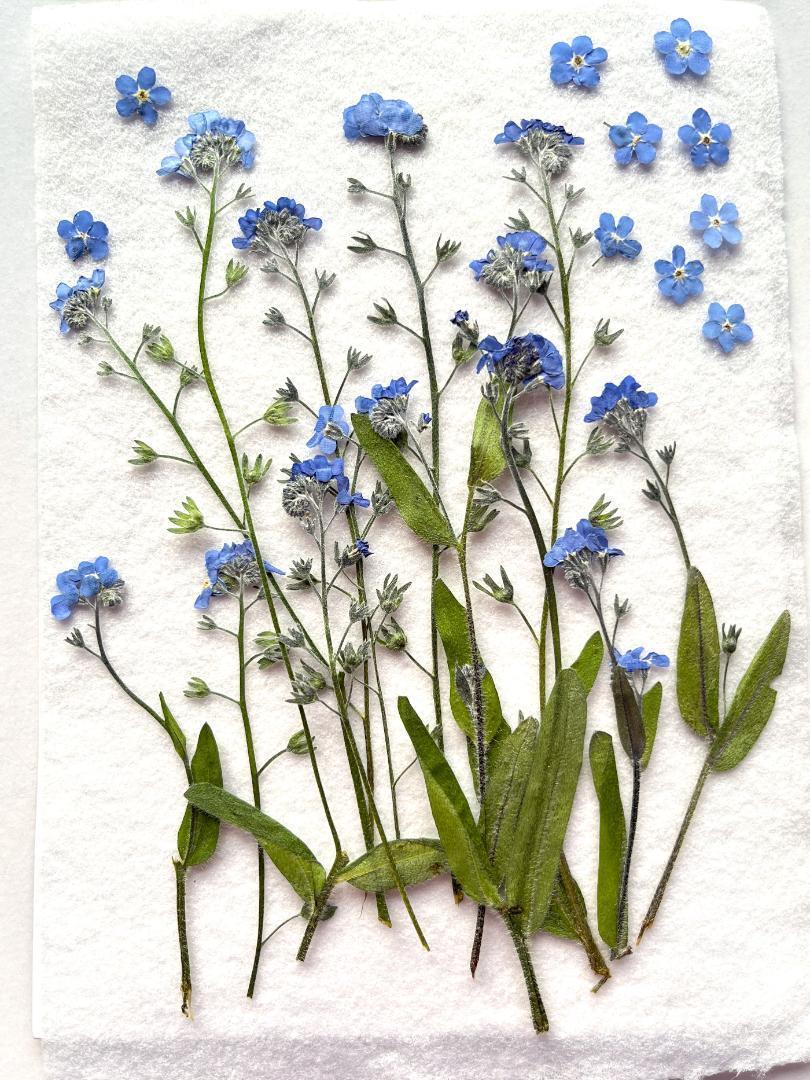 K-47 押し花 忘れな草 茎・葉つき | 押し花もみじの里
