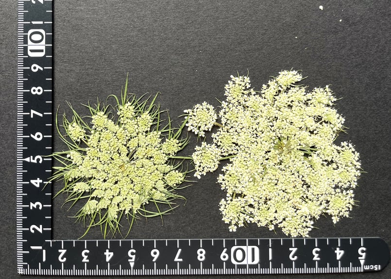 HS-01 押し花 にんじんの花 | 押し花もみじの里