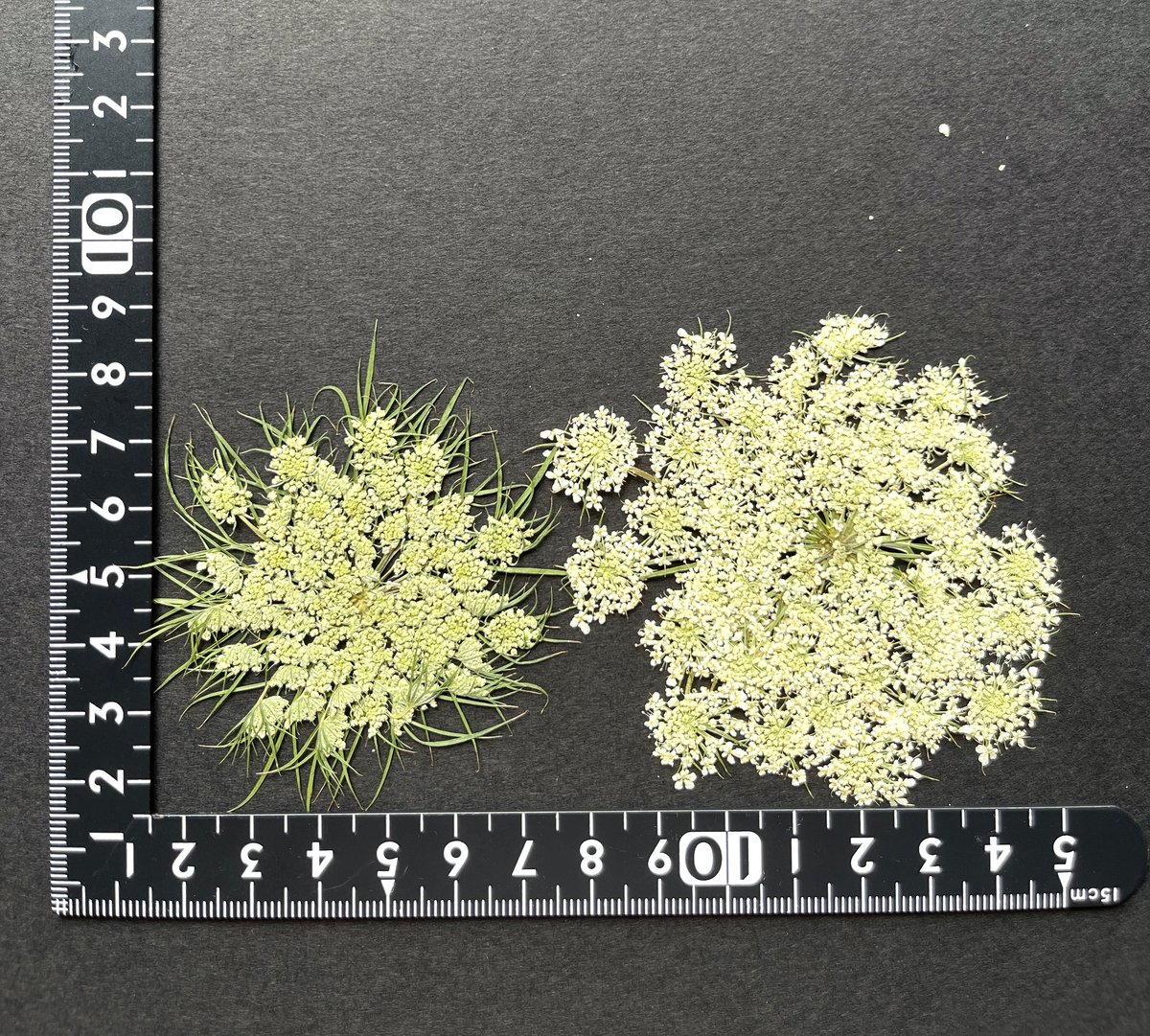 花押のはなし HS-01 押し花 にんじんの花 | 押し花もみじの里