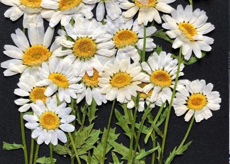 H-78 押し花 ノースポール | 押し花もみじの里