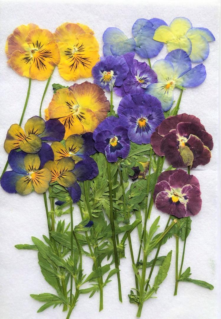 H-123 押し花 ビオラ MIX 茎付き | 押し花もみじの里 H-123 押し花 ビオラ MIX 茎付き | 押し花もみじの里