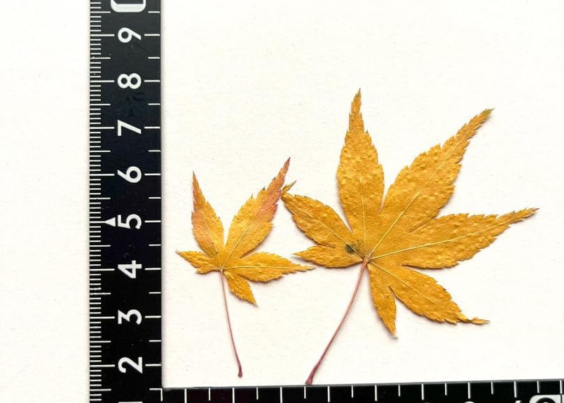 HS-02 押し花 もみじ 黄色 | 押し花もみじの里 HS-02 押し花 もみじ 黄色 | 押し花もみじの里