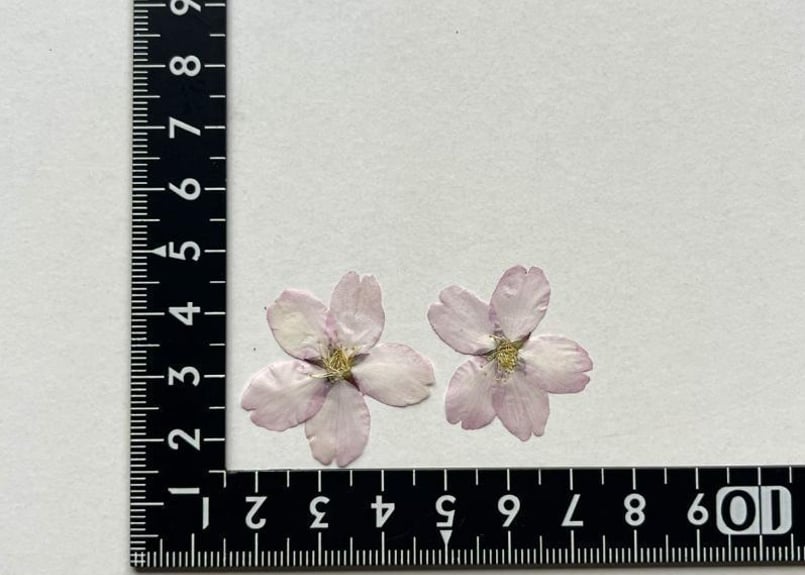 K-85 押し花 さくら 30枚 | 押し花もみじの里