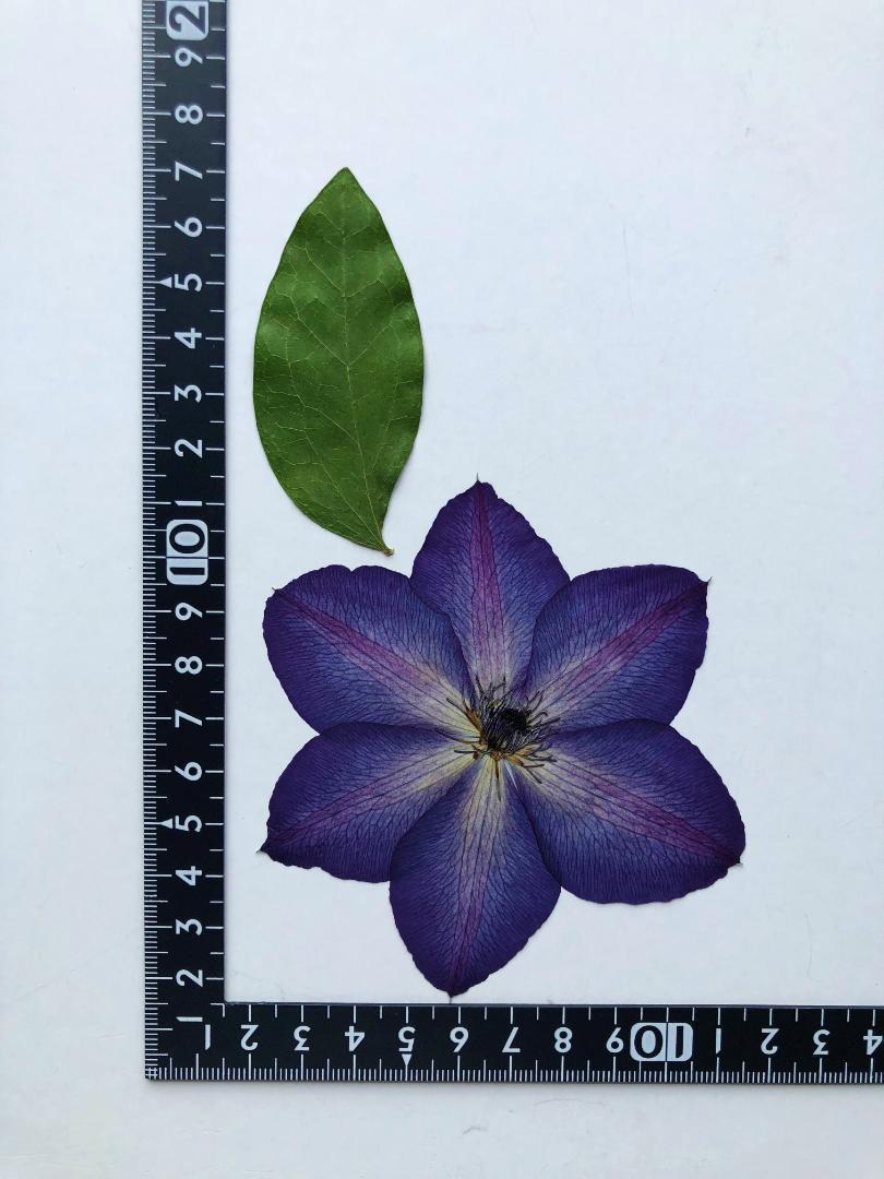 K-51 押し花 クレマチス 2輪 | 押し花もみじの里
