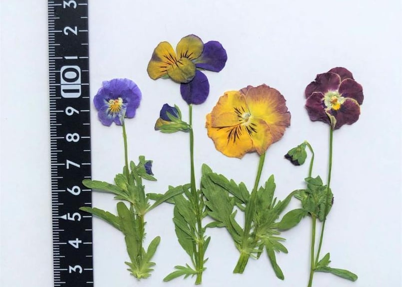 H-123 押し花 ビオラ MIX 茎付き | 押し花もみじの里 H-123 押し花 ビオラ MIX 茎付き | 押し花もみじの里