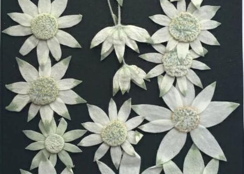 N-41 押し花 フランネルフラワー 15本 | 押し花もみじの里 N-41 押し花 フランネルフラワー 15本 | 押し花もみじの里