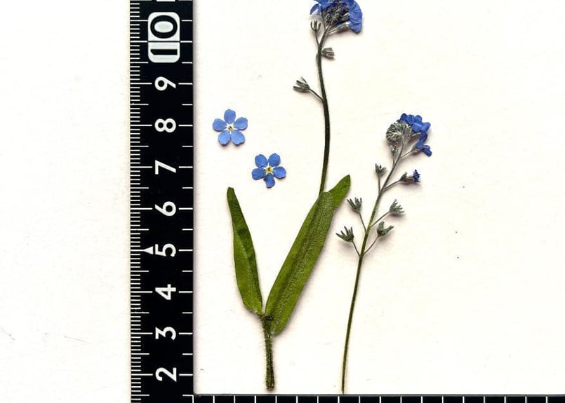 K-47 押し花 忘れな草 茎・葉つき | 押し花もみじの里