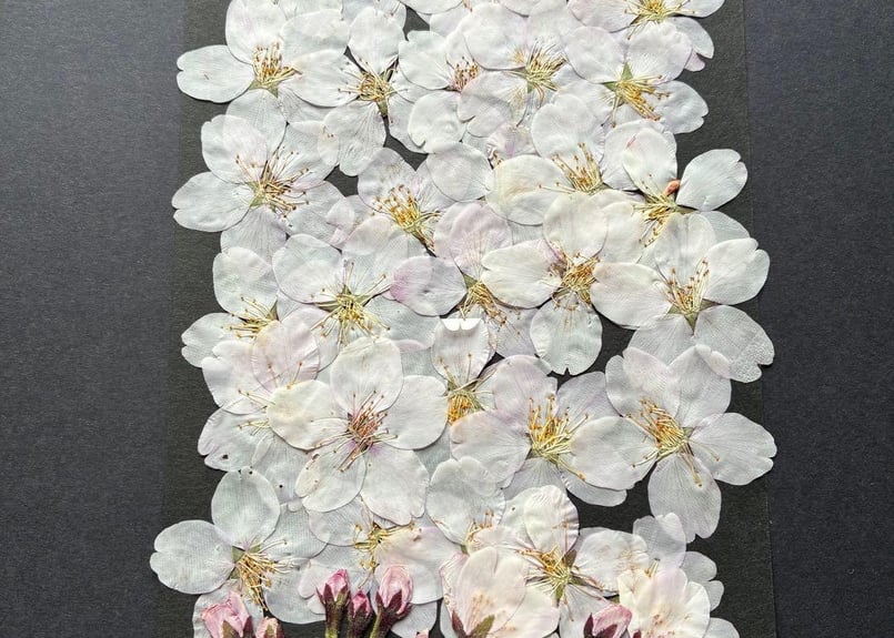 K-101 押し花 桜 花とつぼみ ソメイヨシノ | 押し花もみじの里
