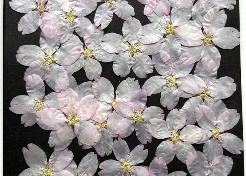 K-85 押し花 さくら 30枚 | 押し花もみじの里