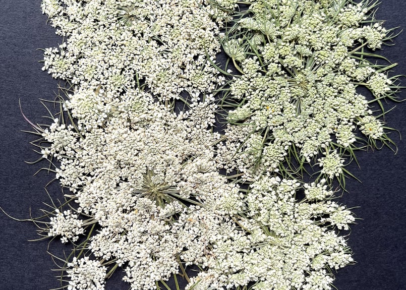 HS-01 押し花 にんじんの花 | 押し花もみじの里