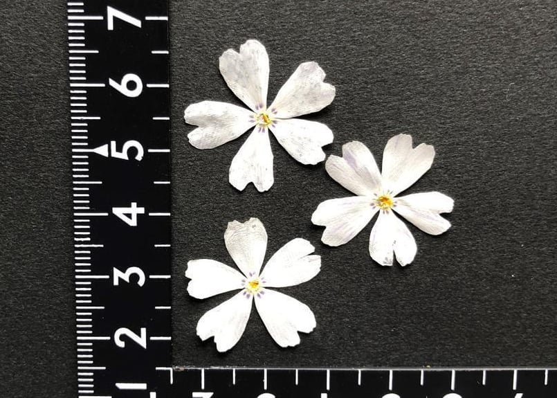 T-08 押し花 芝桜 30枚 白 | 押し花もみじの里