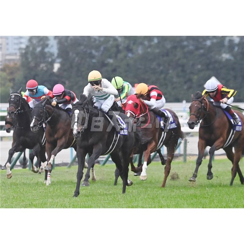 第41回マイルチャンピオンシップ ソウルラッシュ（A4） | 中日新聞