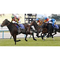 第59回スプリンターズステークス ウインカーネリアン（A3） | 中日新聞