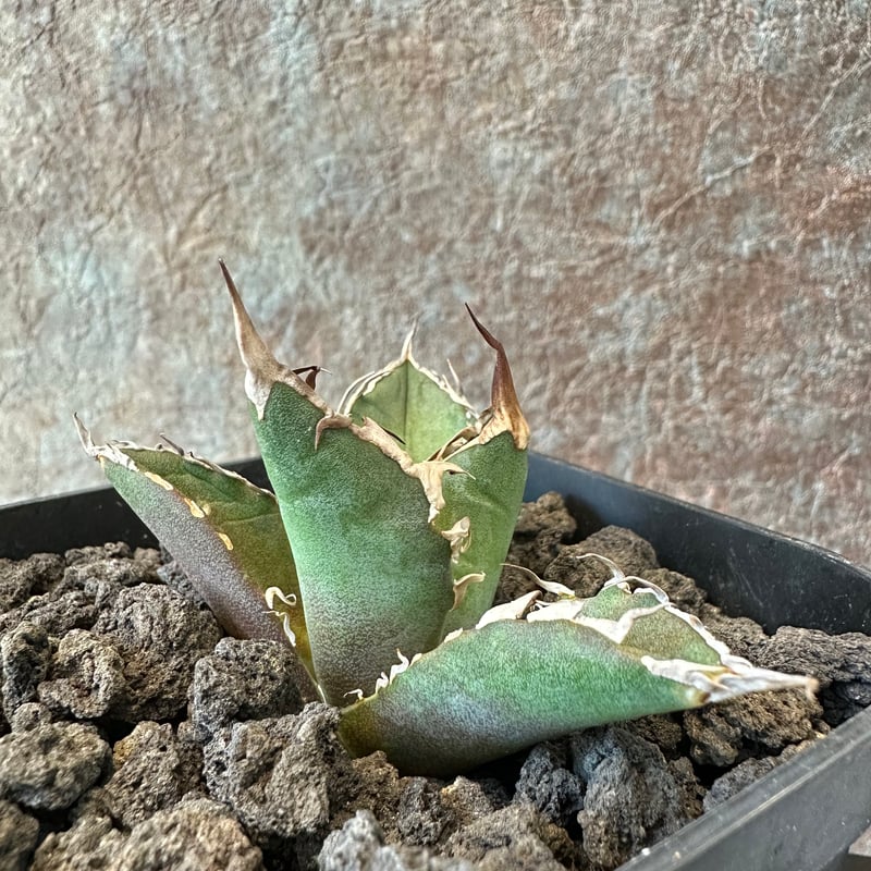 Big spine アガベ　ビックスパイン アガベ チタノタ ビッグスパイン | THE CORE