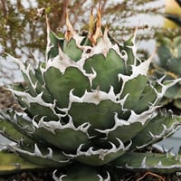 Agave Titanota BIG SPINE(3) | THE PLANTS