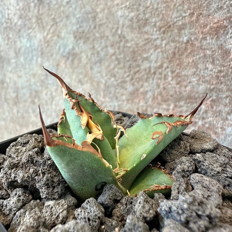 Big spine アガベ　ビックスパイン Agave Titanota BIG SPINE(3) | THE PLANTS