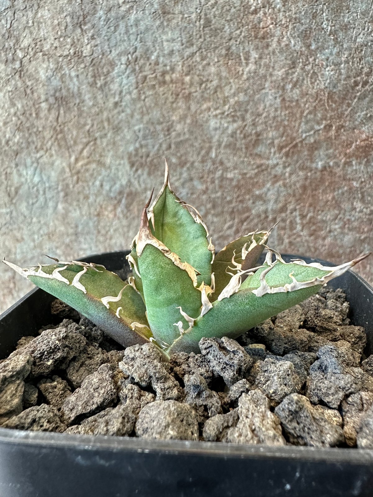 Big spine アガベ　ビックスパイン Agave Titanota BIG SPINE(1) | THE PLANTS