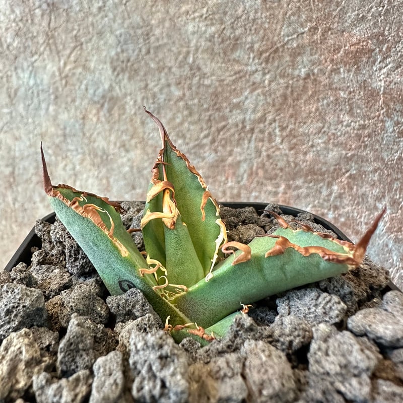 Agave Titanota BIG SPINE(3) | THE PLANTS