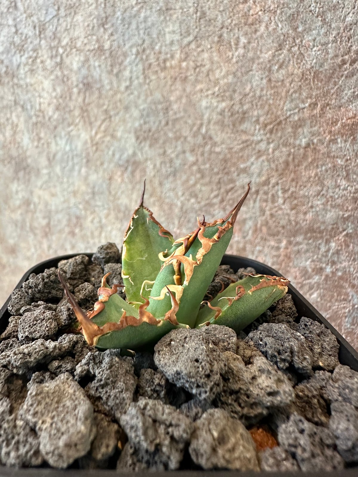 Agave Titanota BIG SPINE(3) | THE PLANTS