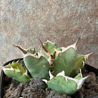 Agave Titanota BIG SPINE(3) | THE PLANTS