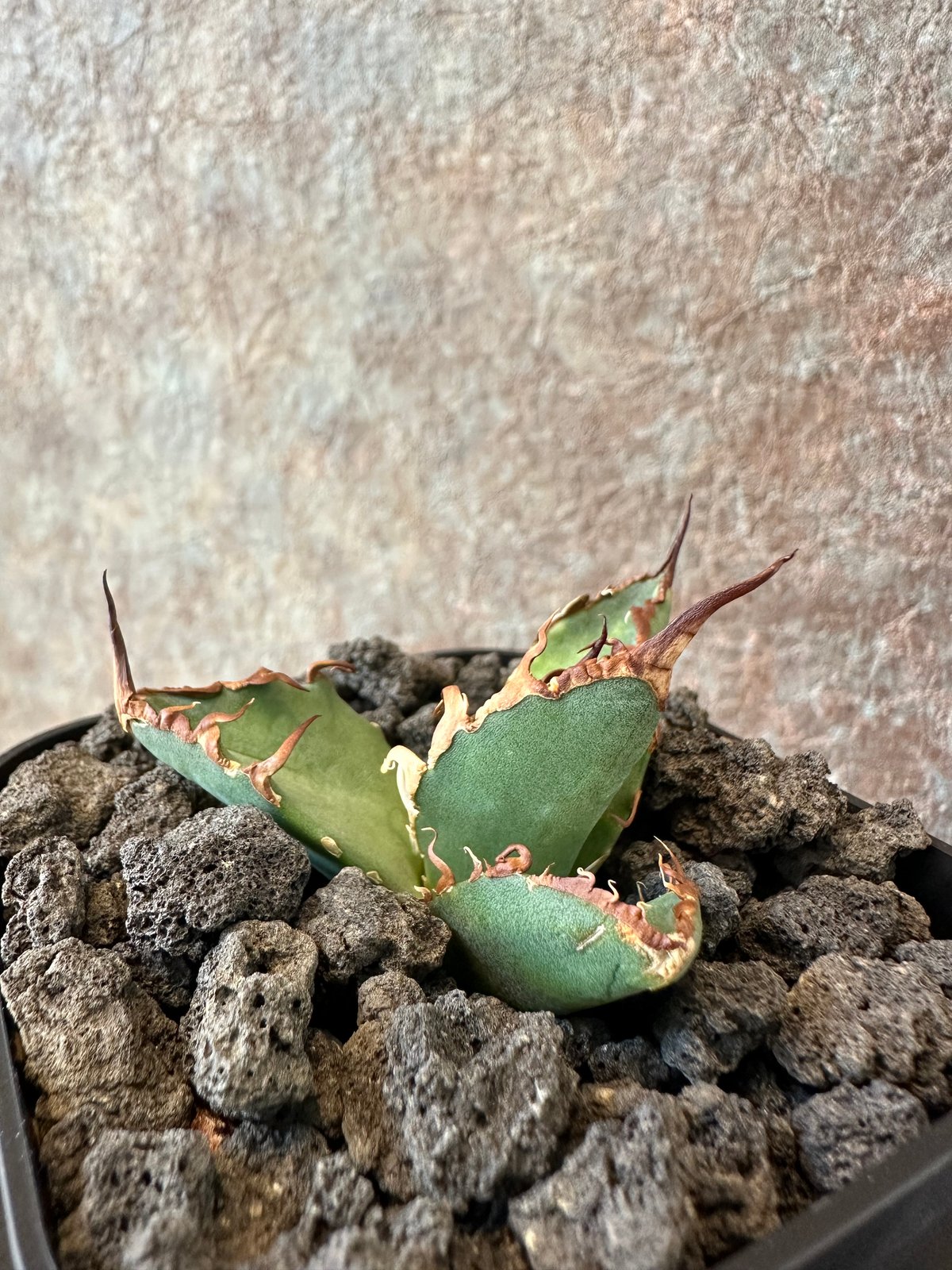 Agave Titanota BIG SPINE(3) | THE PLANTS
