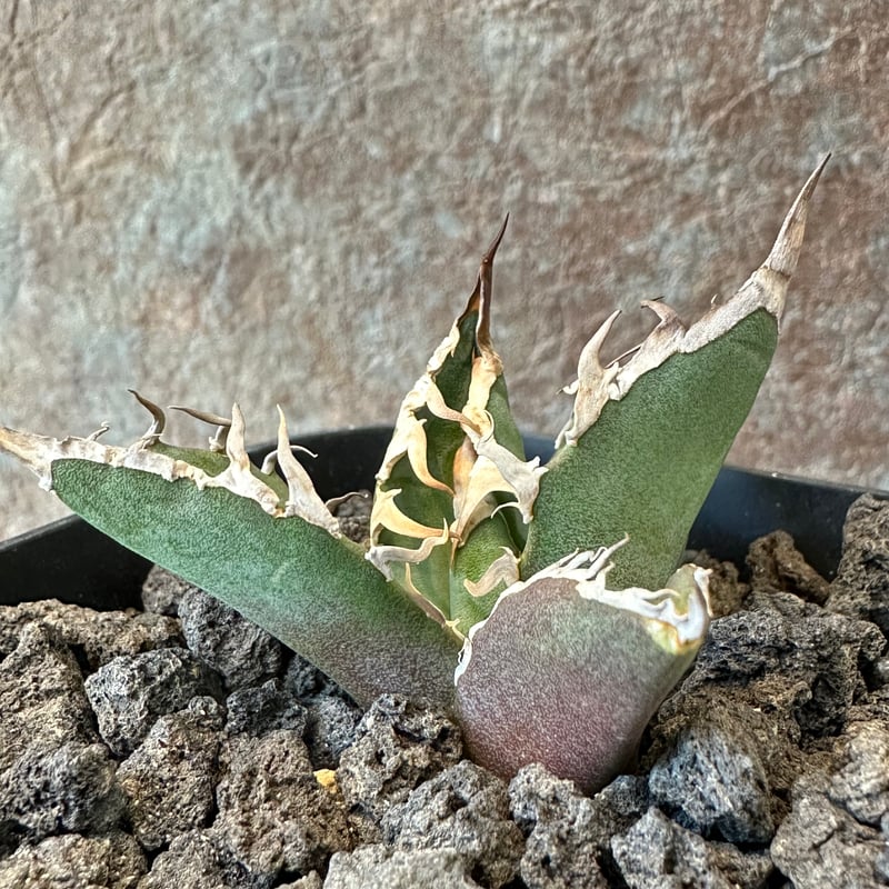 Agave Titanota BIG SPINE(1) | THE PLANTS