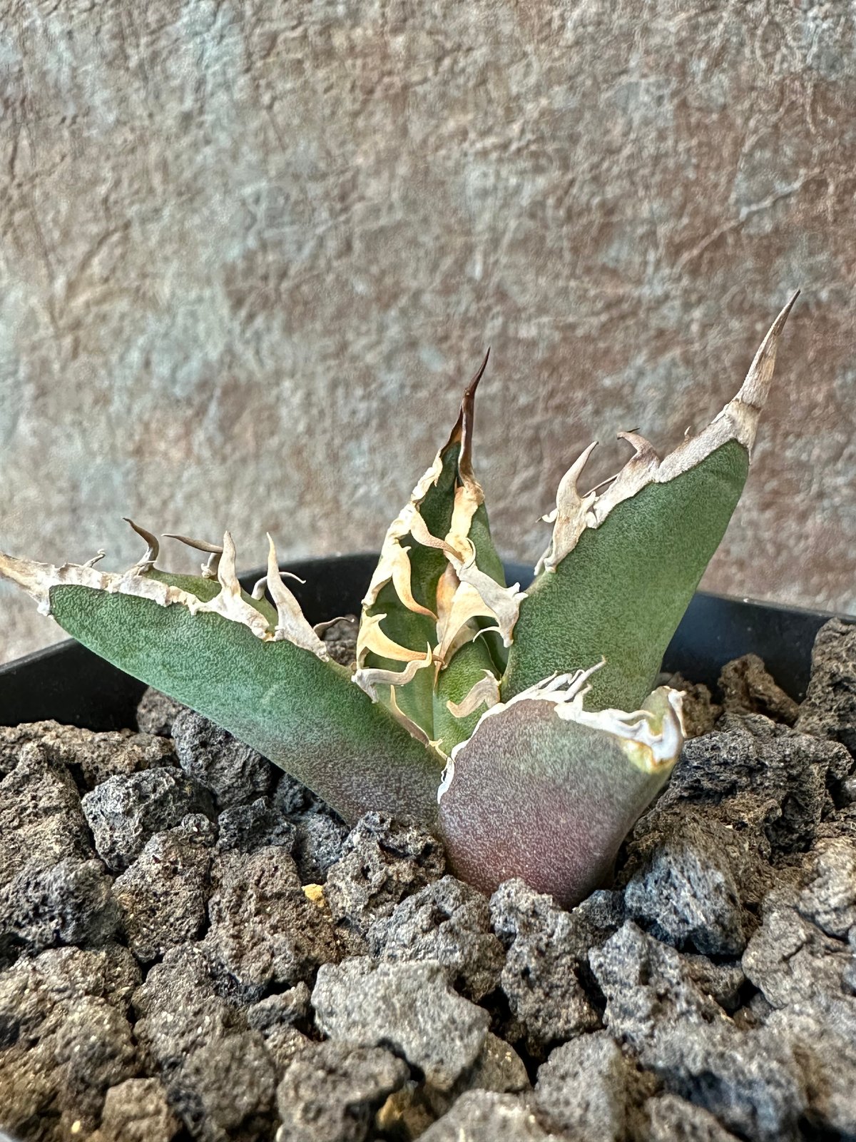 アガベ チタノタ big spine Big spine アガベ ビックスパイン アガベ