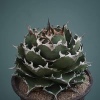 Agave Titanota BIG SPINE(3) | THE PLANTS