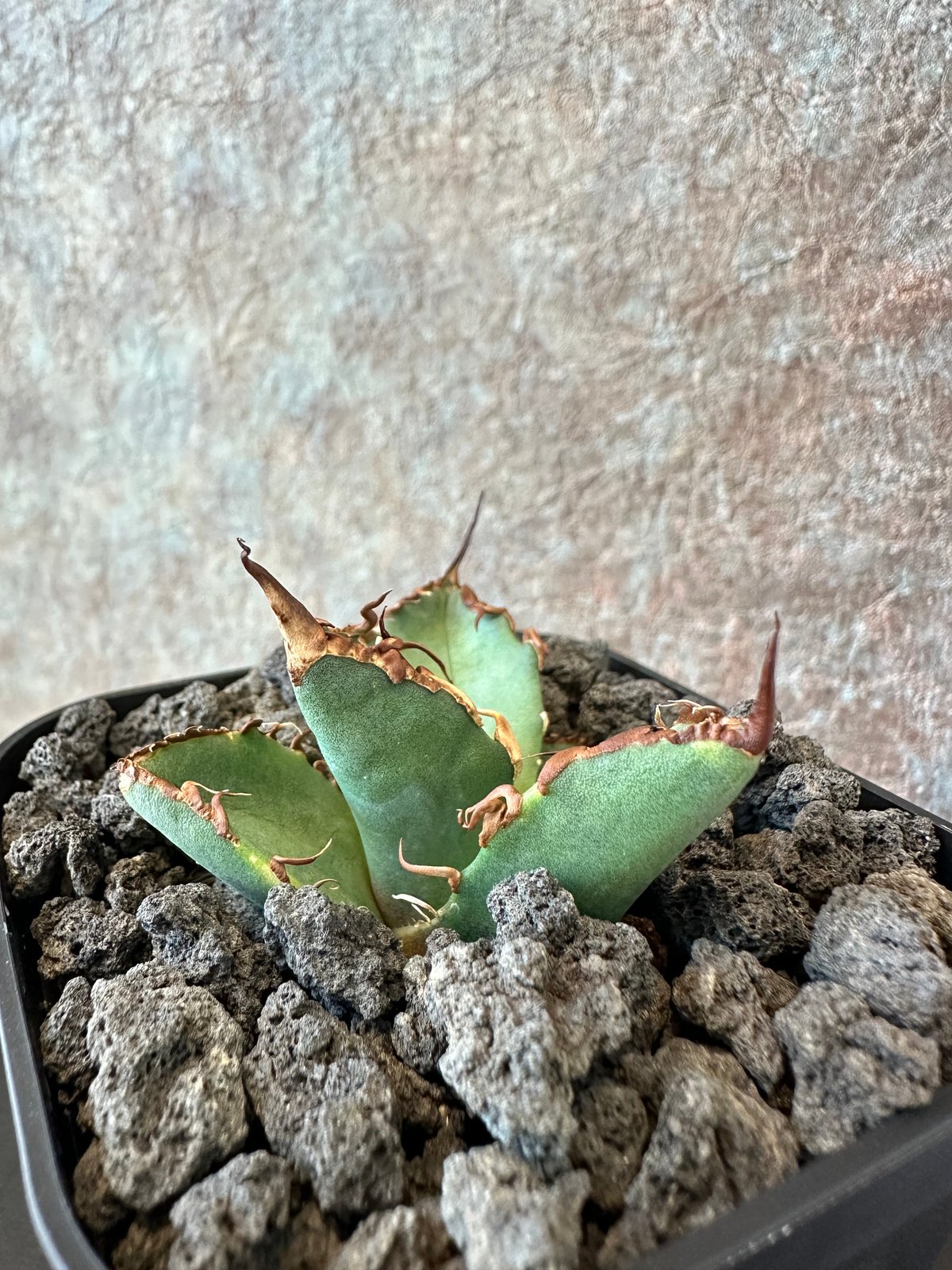 Agave Titanota BIG SPINE(3) | THE PLANTS