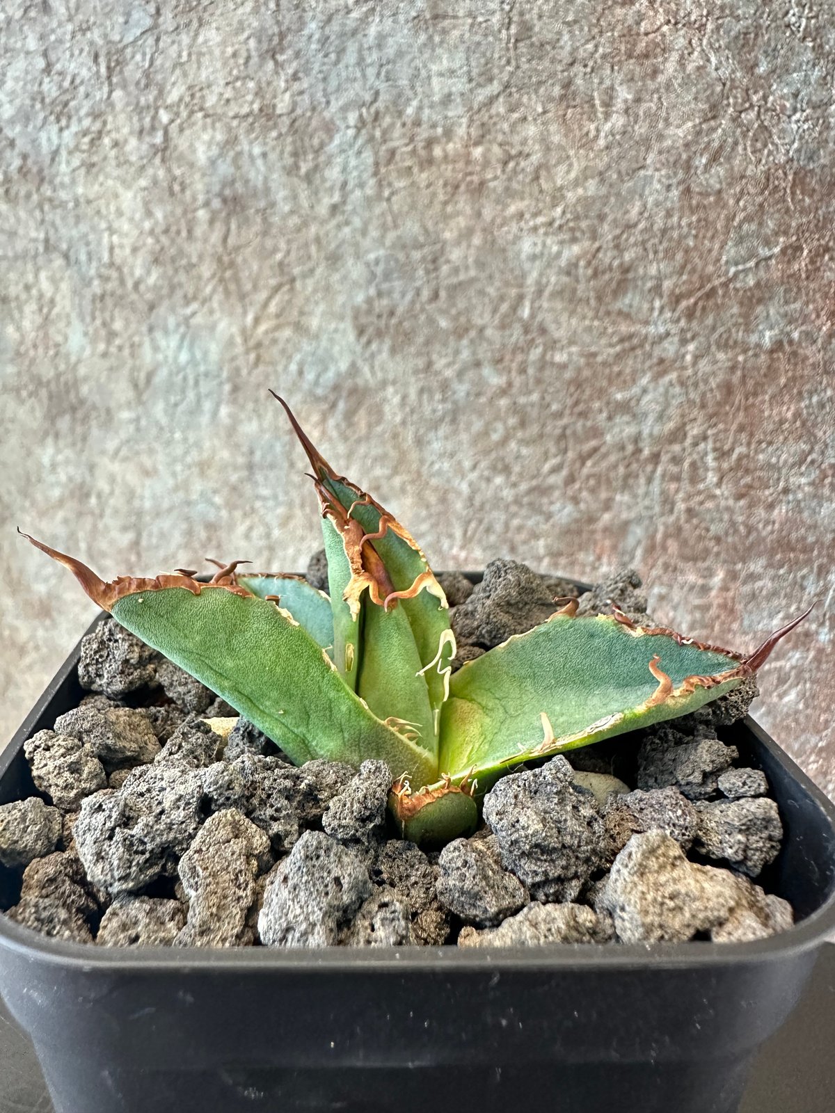 Agave Titanota BIG SPINE(2) | THE PLANTS