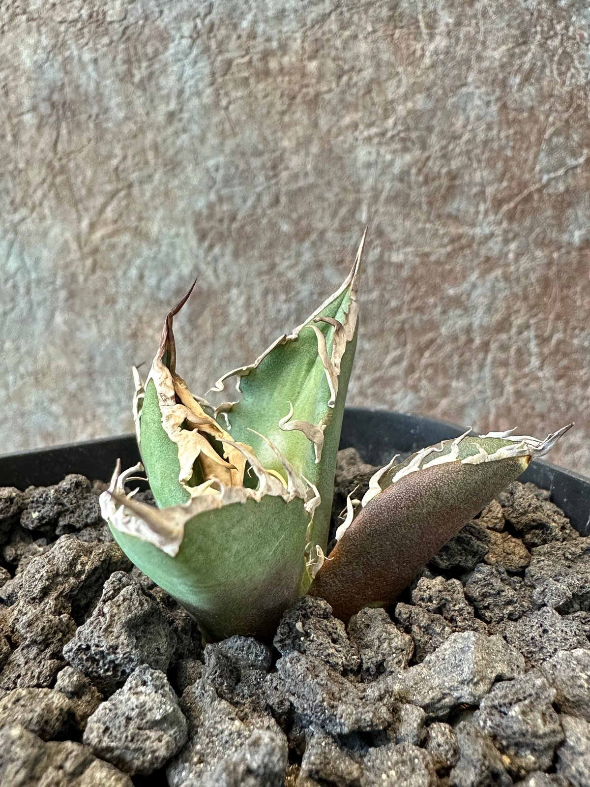 Agave Titanota BIG SPINE(1) | THE PLANTS