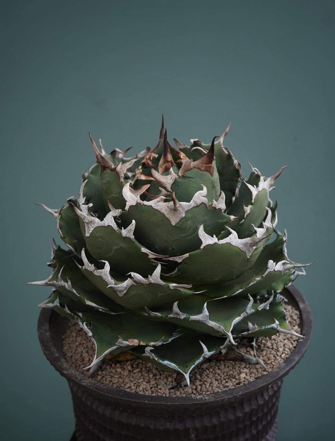 アガベチタノタ　ノーネーム ② 裏棘あり アガベチタノタ ノーネーム ② 裏棘あり 【公式通販】