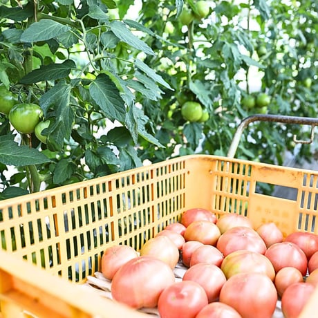 【季節限定】桃太郎トマト 2kg
