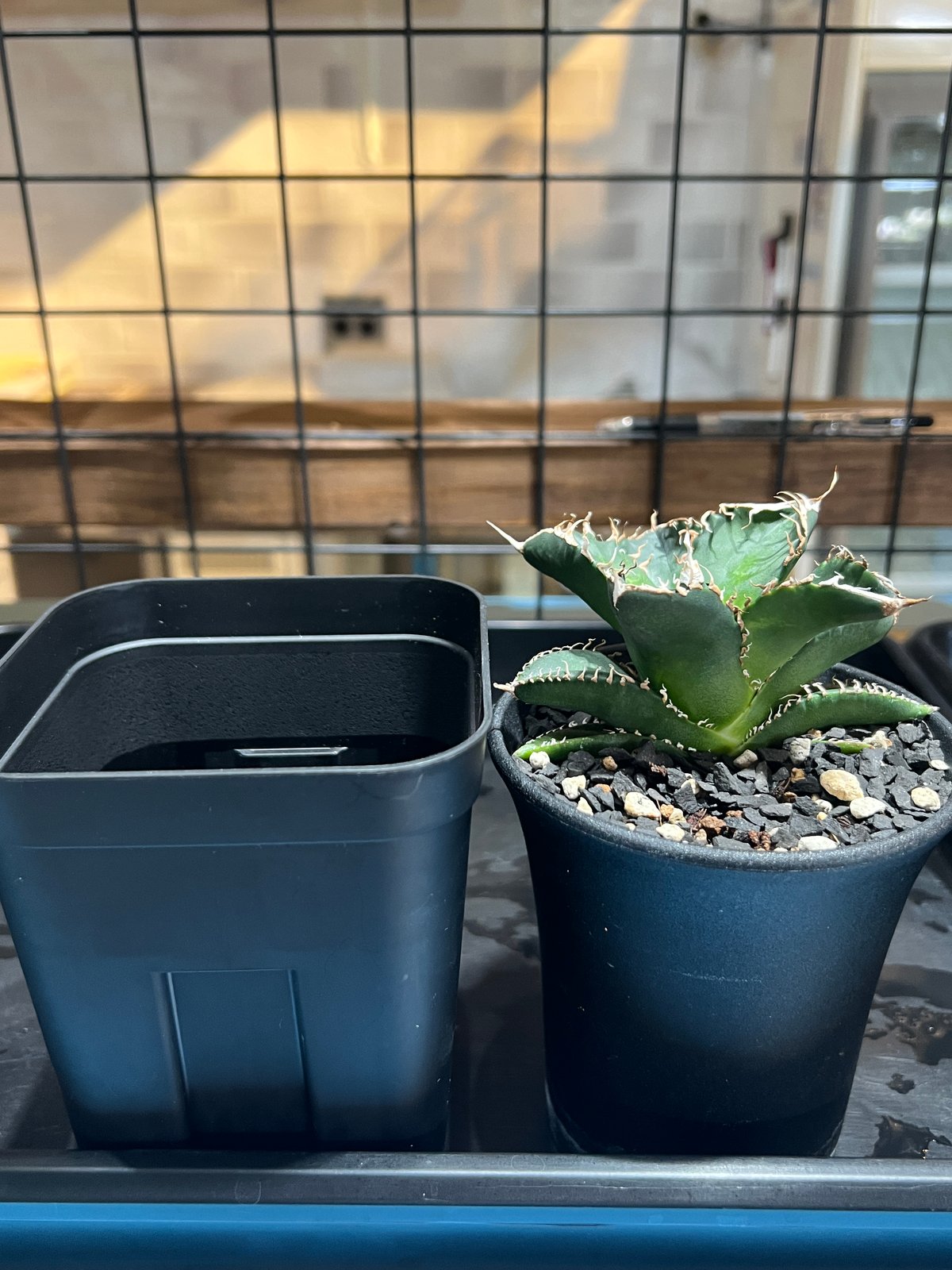 アガベ　NU1 coyote plants株　子株 アガベ NU1 coyote plants株 子株