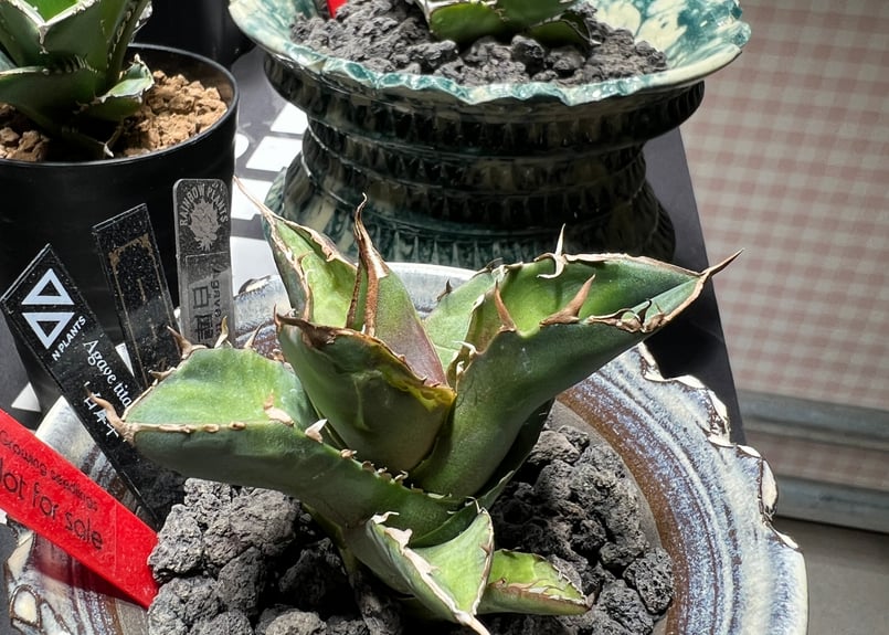 OUTLET小株】 アガベ チタノタ 白犀牛 N PLANTS産(lize血統株 OUTLET小株】 アガベ チタノタ 白犀牛 N PLANTS産(lize血統株