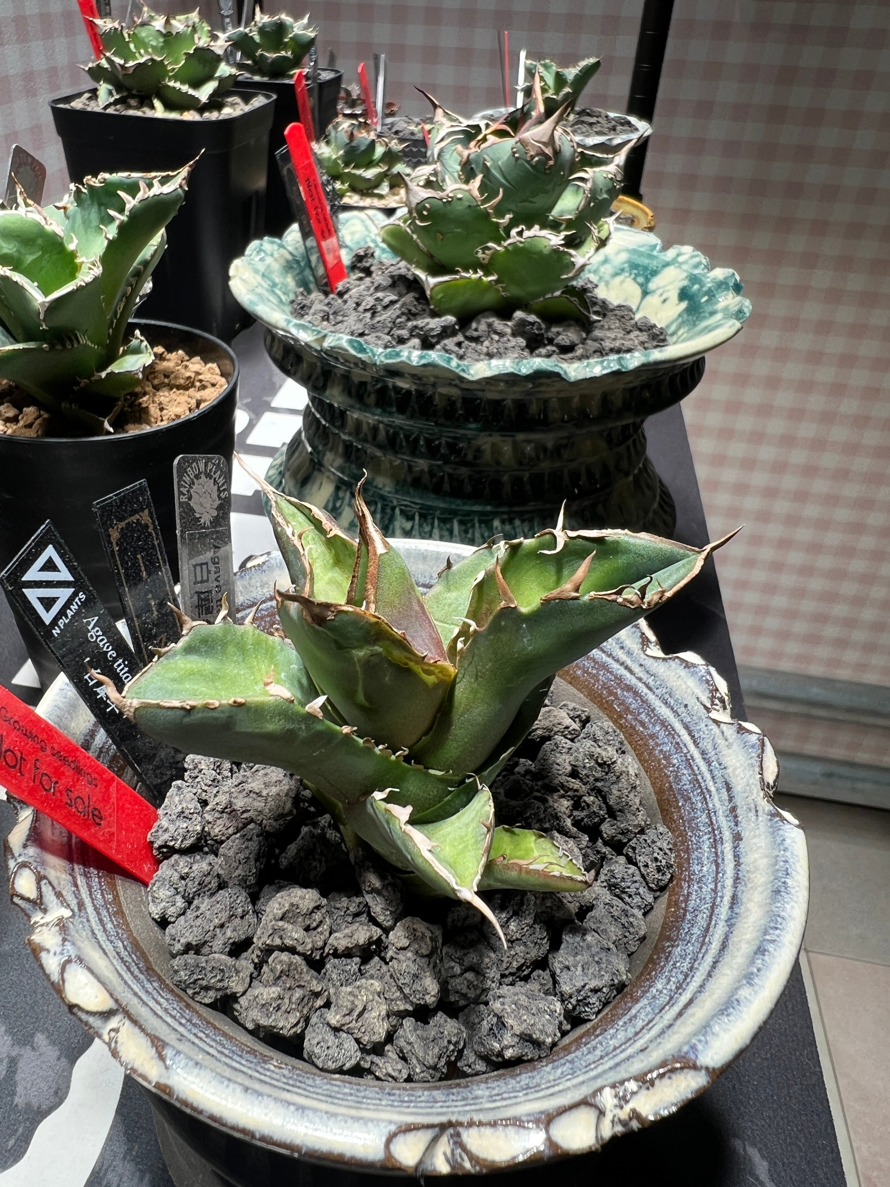OUTLET小株】 アガベ チタノタ 白犀牛 N PLANTS産(lize血統株) | RA
