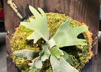 P.willinckii Bacteria spore