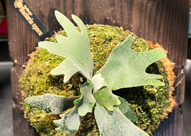 ビカクシダ P.willinckii 'bacteria' spore pup Yahoo!オークション - P. willinckii 'Bacteria' spore grown