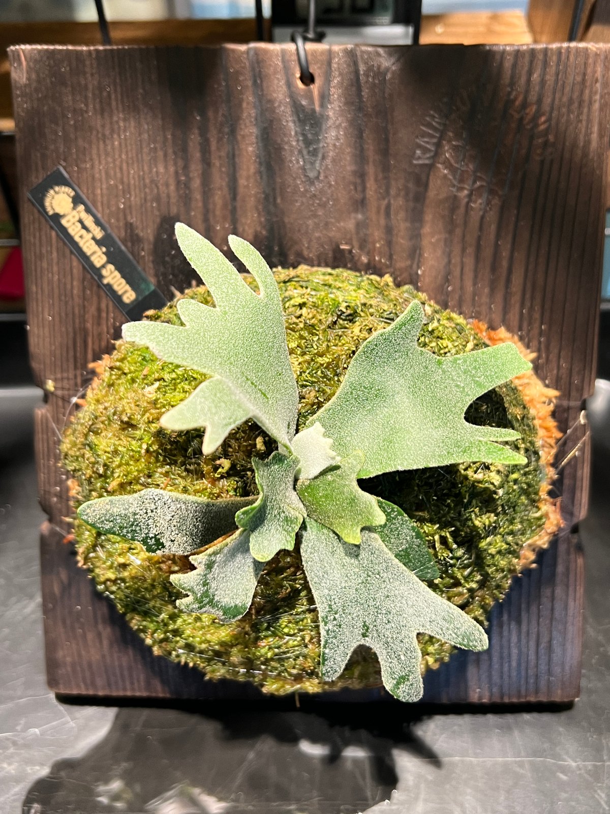 P.willinckii Bacteria spore | RAINBOW PLANTS