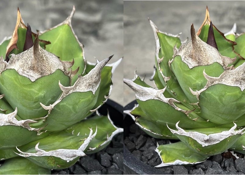 OUTLET小株】 アガベ チタノタ 白犀牛 N PLANTS産(lize血統株 OUTLET小株】 アガベ チタノタ 白犀牛 N PLANTS産(lize血統株