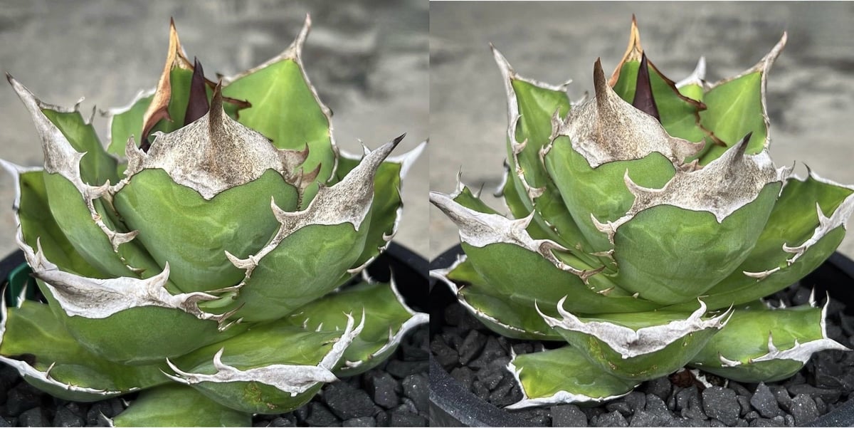 OUTLET小株】 アガベ チタノタ 白犀牛 N PLANTS産(lize血統株 OUTLET小株】 アガベ チタノタ 白犀牛 N PLANTS産(lize血統株