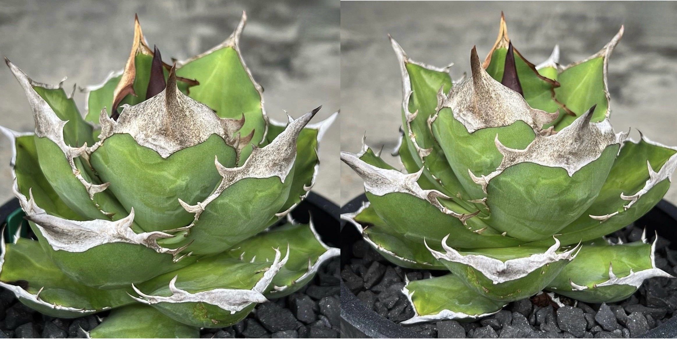 OUTLET小株】 アガベ チタノタ 白犀牛 N PLANTS産(lize血統株) | RA