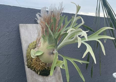 P.veitchii ’High shield' pup