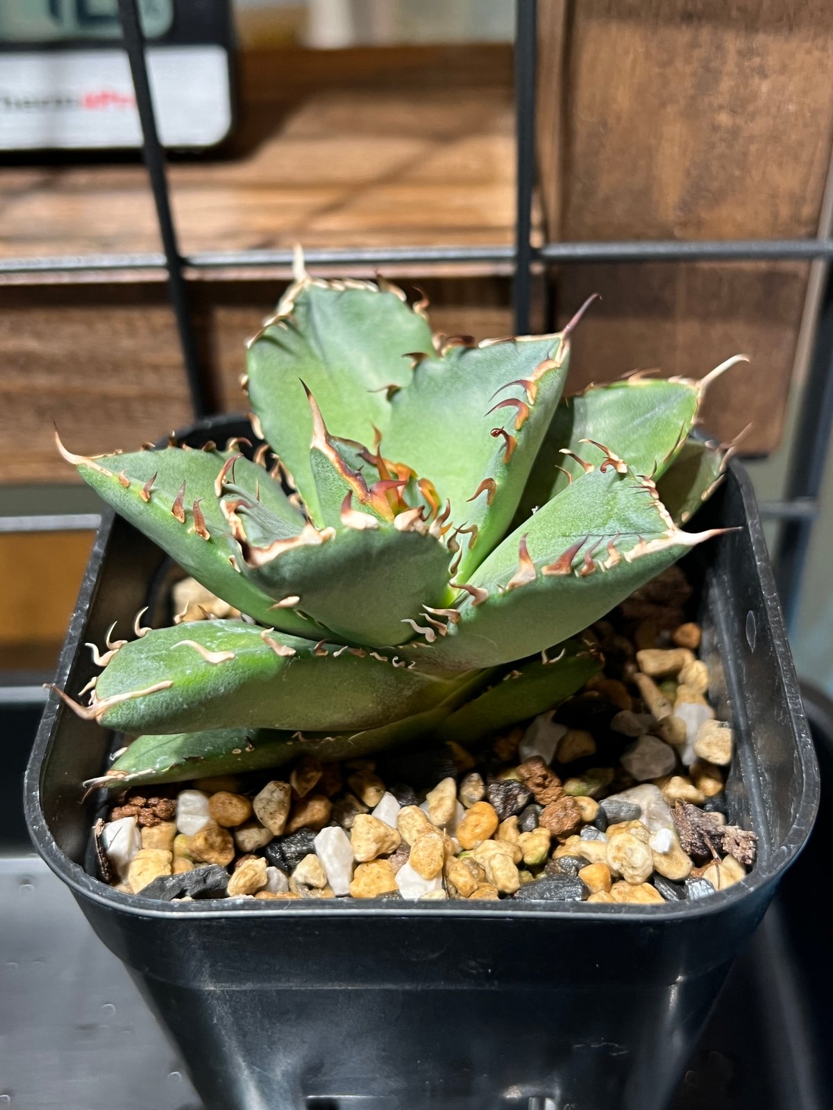 【超希少】アガベ　チタノタ　黒鯨　優良血統 Spring Sale】アガベ チタノタ 黒鯨 優良血統 販売株写真3枚目